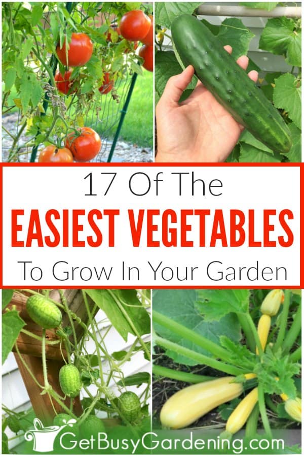  17 legumes fáceis de cultivar para a sua horta