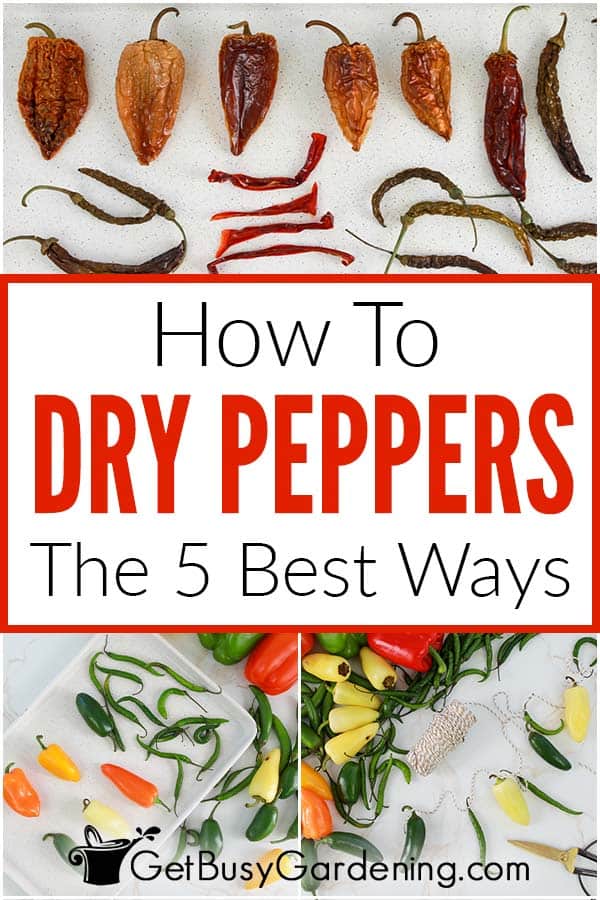  Como secar pimentos (5 melhores formas)