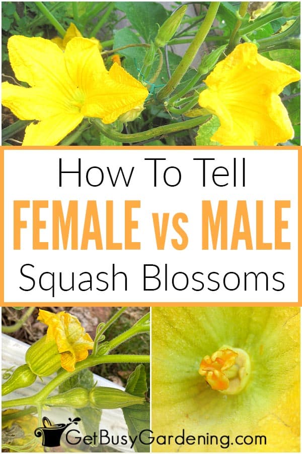  Flores de abóbora femininas e masculinas: como saber a diferença
