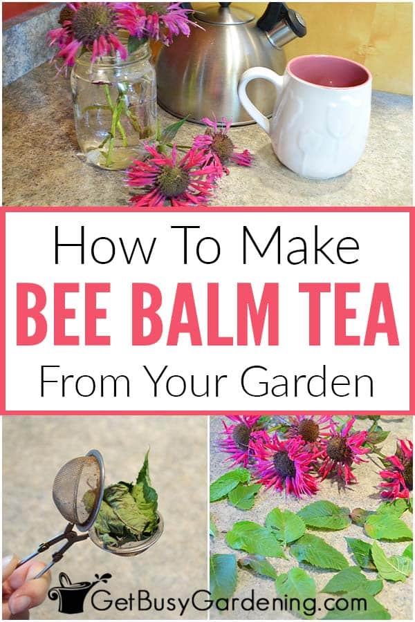  Como fazer chá de bálsamo de abelha a partir do seu jardim