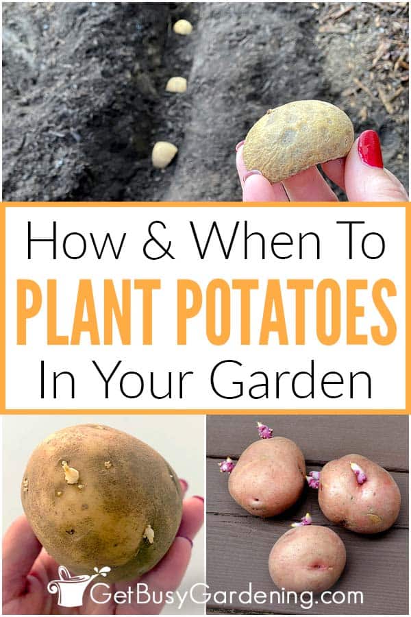  Como &amp; Quando plantar batatas no seu jardim