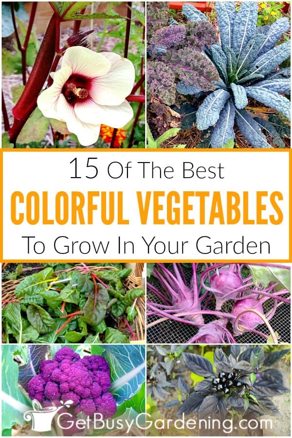  15 legumes coloridos para cultivar na sua horta