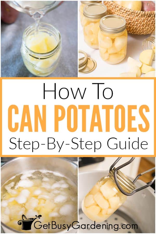  Como conservar batatas
