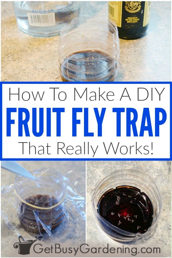  Como fazer uma armadilha caseira para moscas da fruta