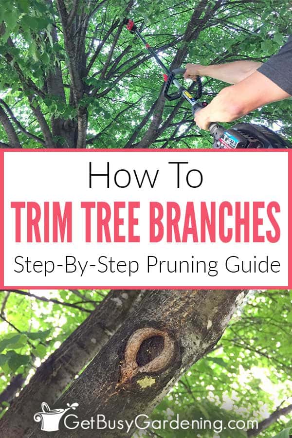  Como aparar você mesmo os ramos das árvores: um guia de poda passo a passo