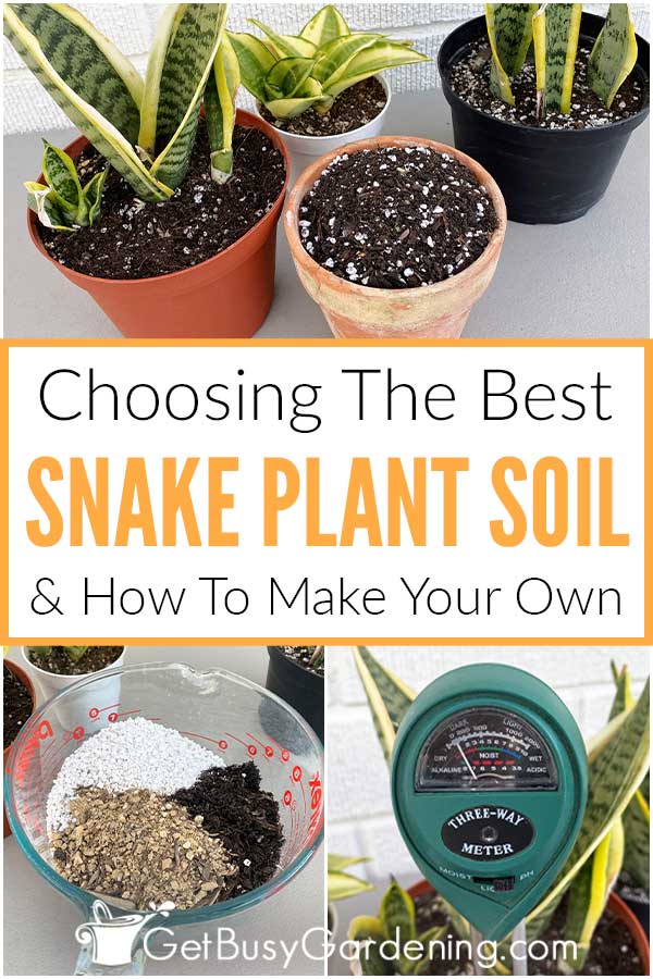  Como escolher o melhor solo para plantas de cobra
