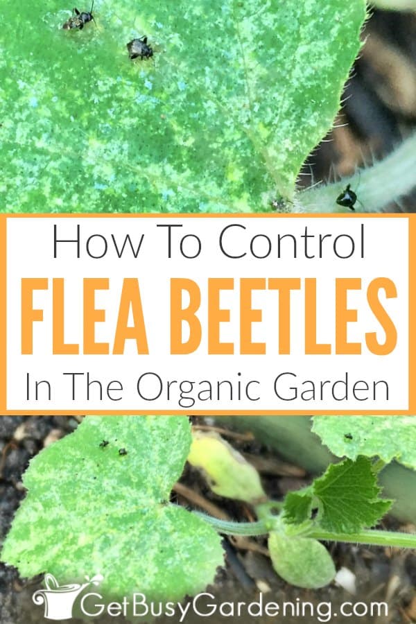 Como controlar os besouros das pulgas na horta biológica