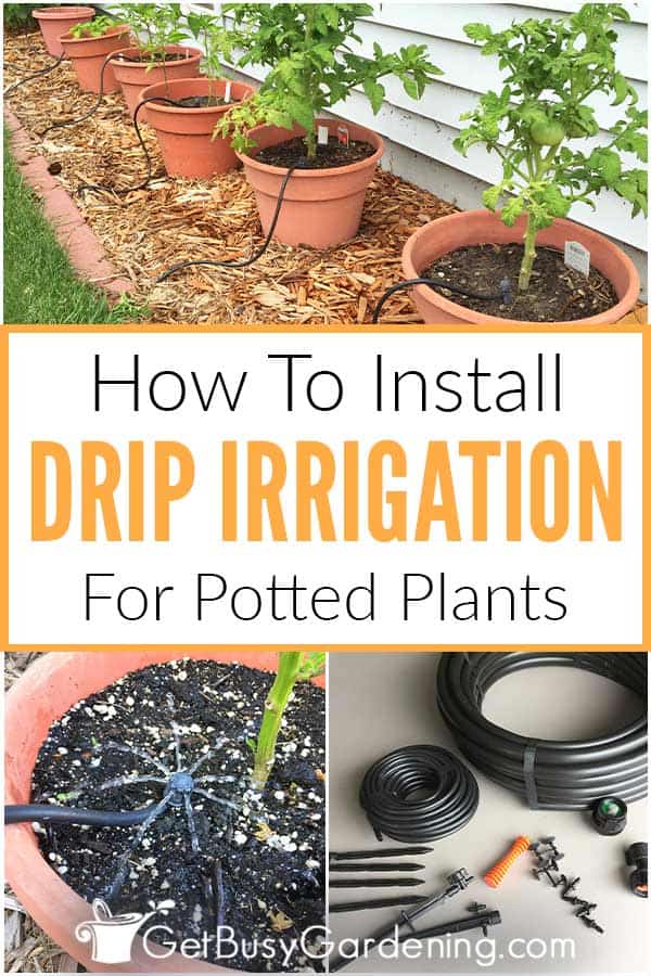  Como instalar um sistema de rega gota-a-gota DIY para plantas em vasos