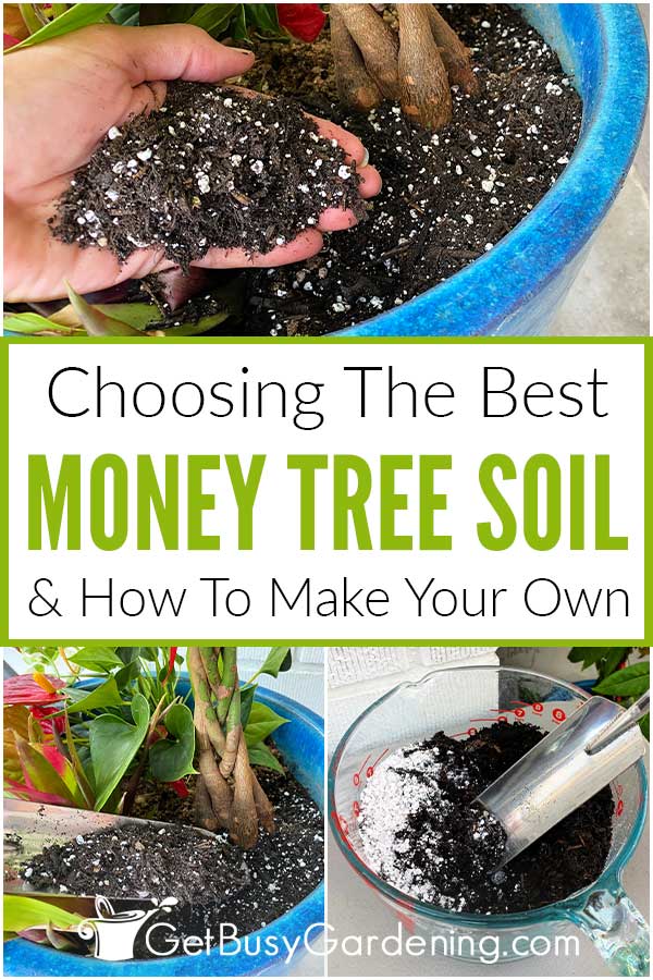  Como escolher o melhor solo para a árvore do dinheiro