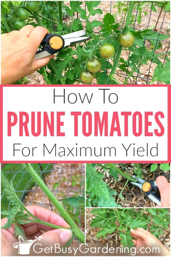  Como podar os tomates para uma produção máxima