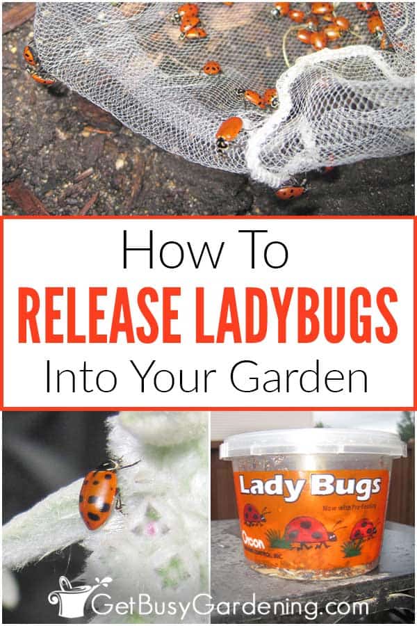  Como libertar joaninhas no seu jardim