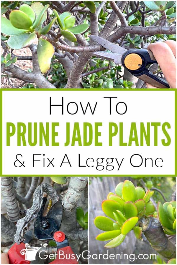  Como podar uma planta de jade