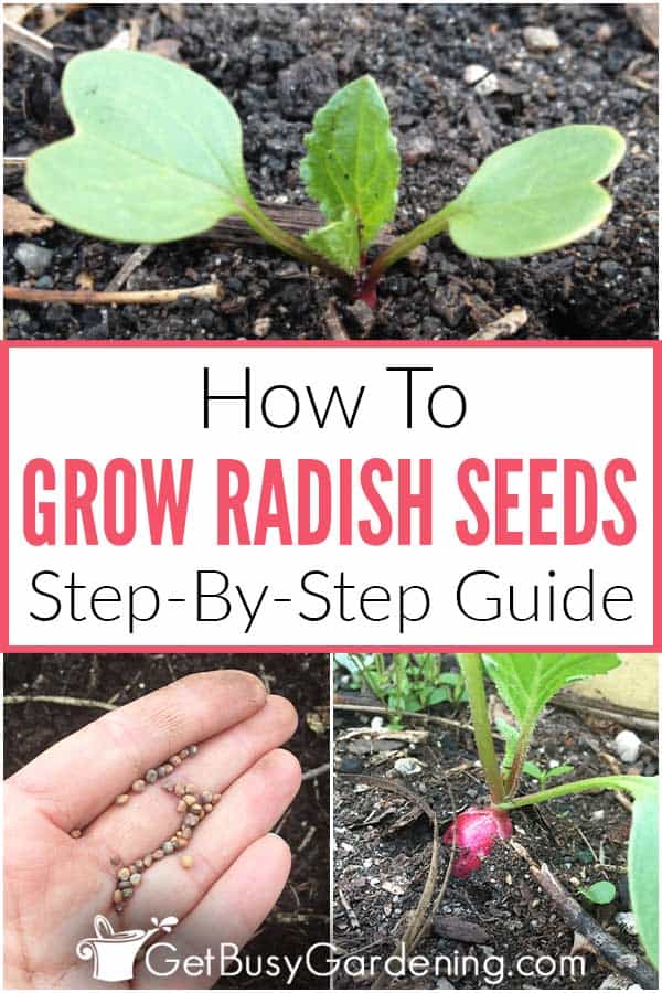  Como Plantar e Ampliar; Cultivar Rabanetes a partir de Sementes