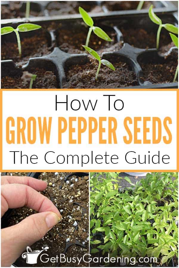  Como cultivar pimentos a partir de sementes: guia completo