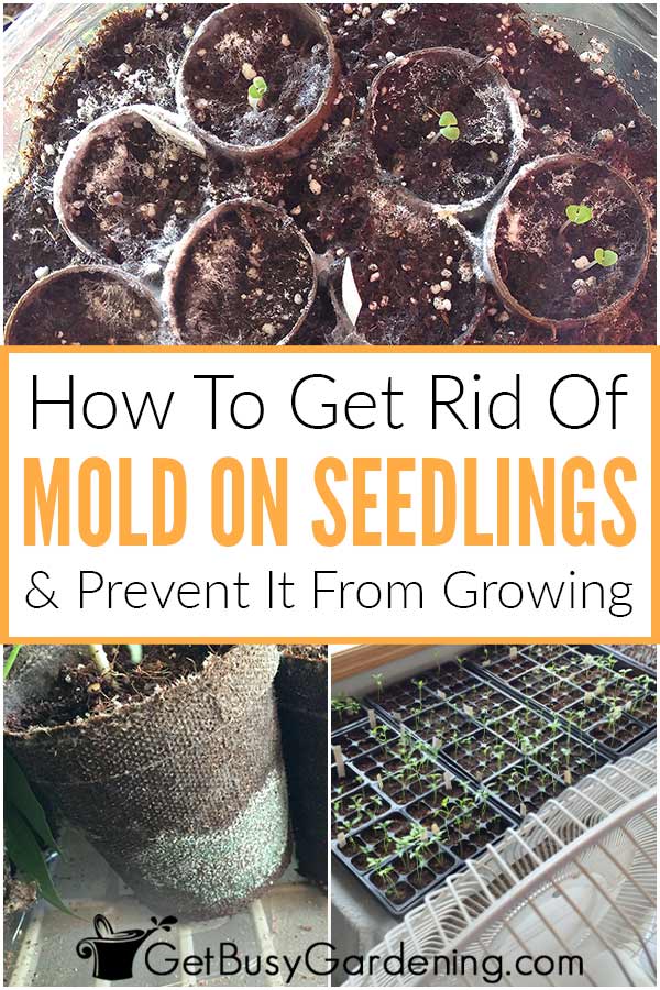  Como se livrar do crescimento de bolor nas sementes em germinação, nas plântulas e nos vasos para arranque de sementes