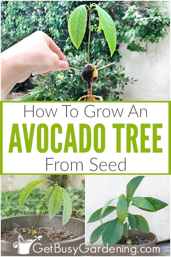  Como fazer crescer um abacateiro a partir de um caroço