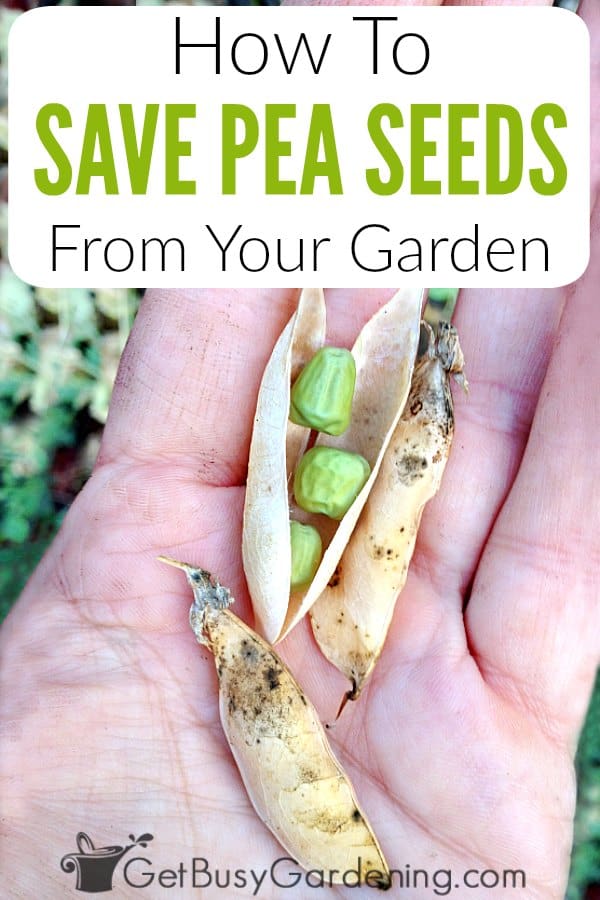  Como guardar sementes de ervilha do seu jardim