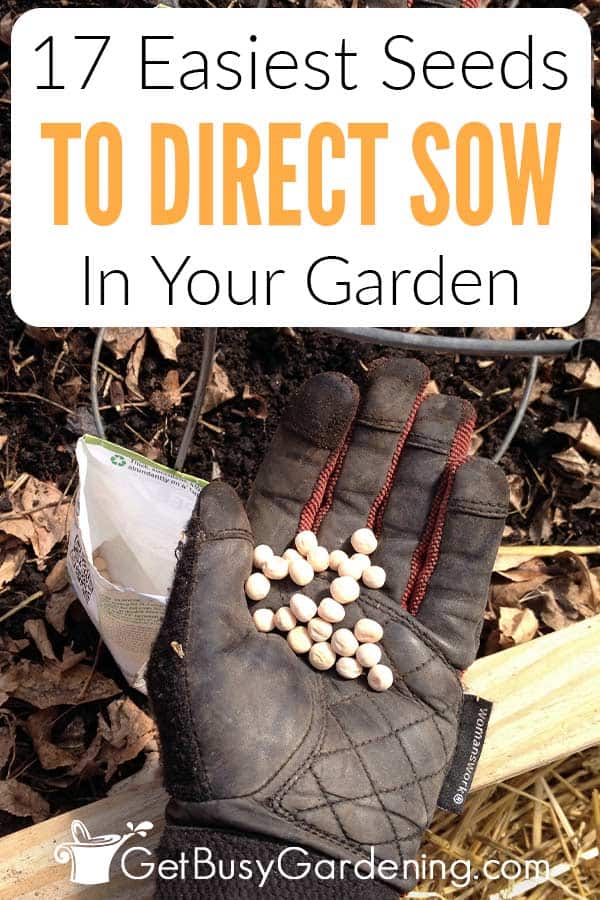  17 Sementes mais fáceis de semear diretamente