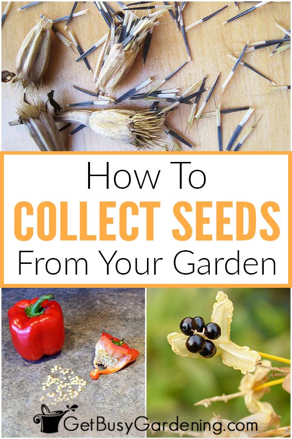  Como colher e amparar; recolher sementes do seu jardim