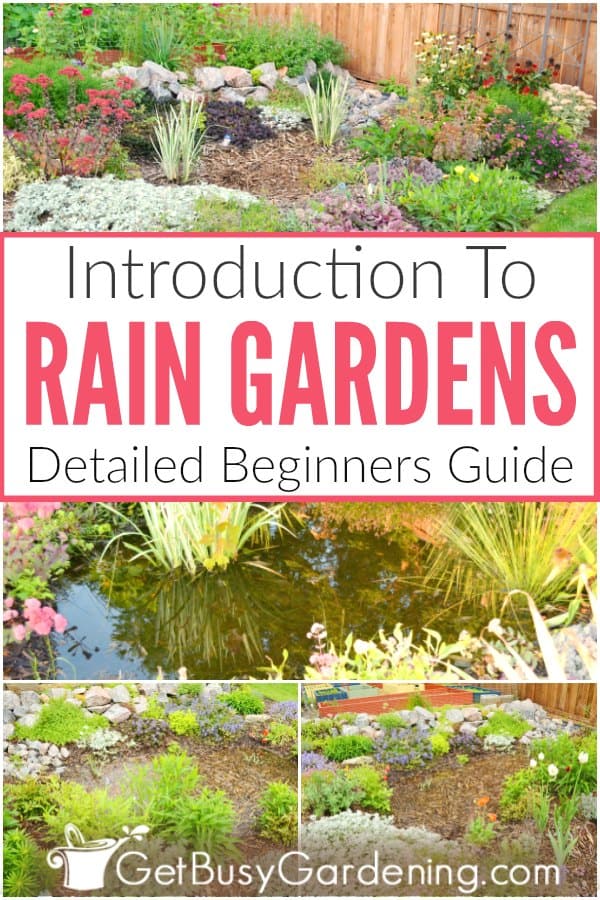  Jardins de chuva: um guia detalhado para principiantes