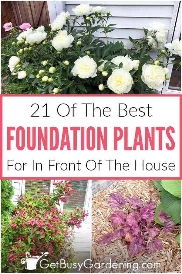  21 melhores plantas de fundação para a frente da sua casa