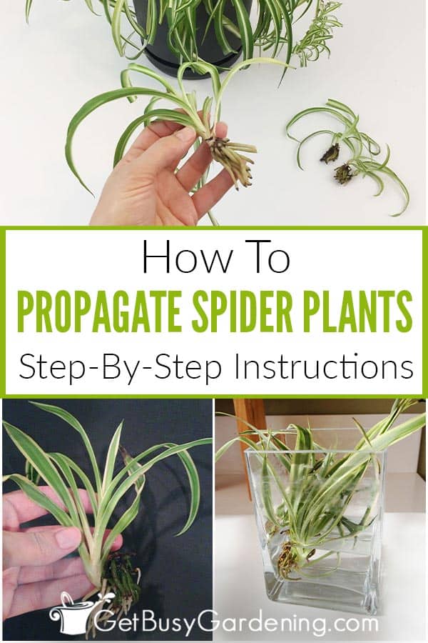  Propagação da planta aranha em 5 passos simples