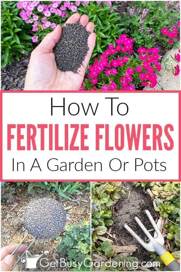  Como fertilizar os seus canteiros de flores