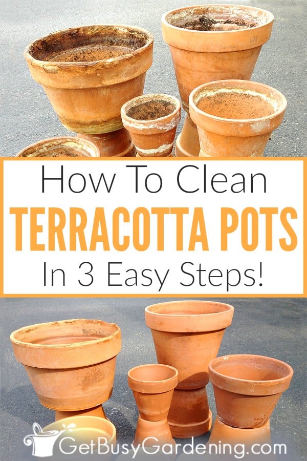 Como limpar os vasos de terracota (em 3 passos simples!)