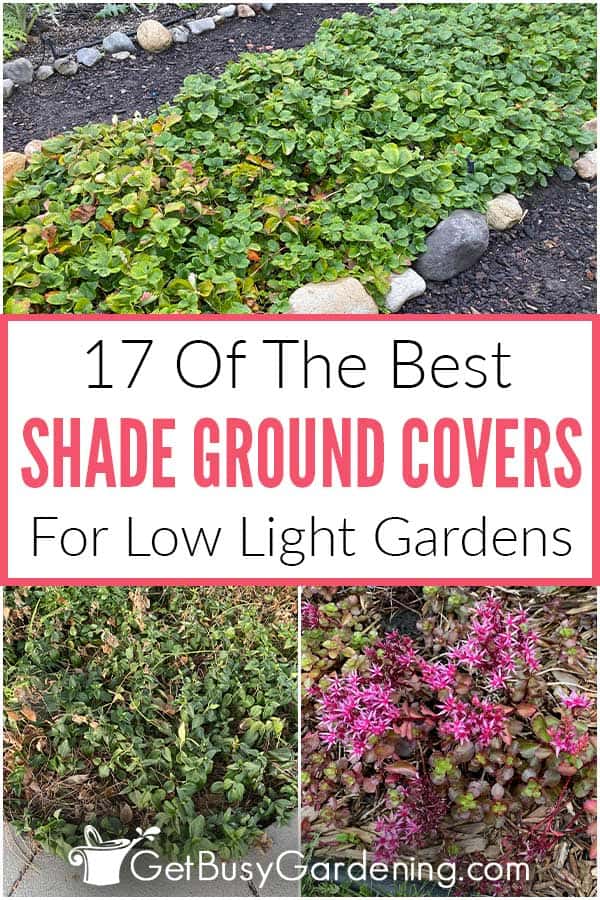  17 melhores plantas de cobertura do solo que crescem bem à sombra