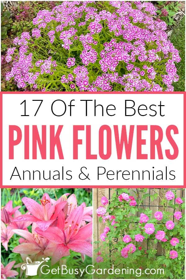  17 Flores cor-de-rosa para o seu jardim (Anuais &amp; amp; Perenes)
