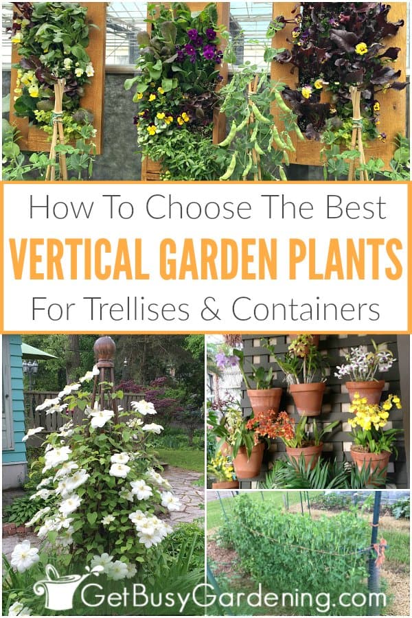  Como escolher as melhores plantas para jardim vertical
