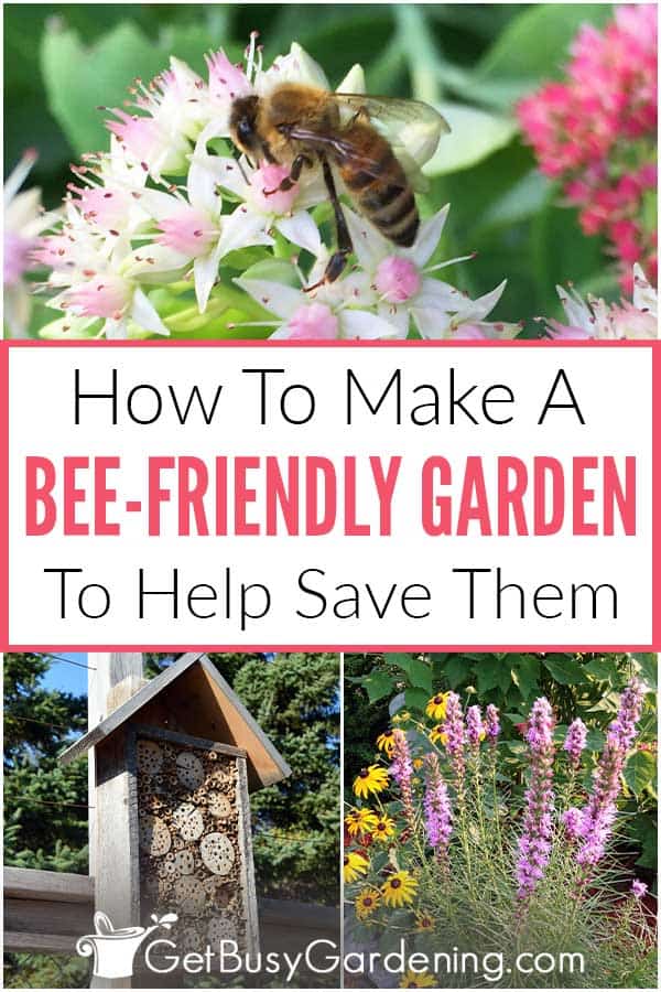  Criar um jardim amigo das abelhas para ajudar a salvar as abelhas