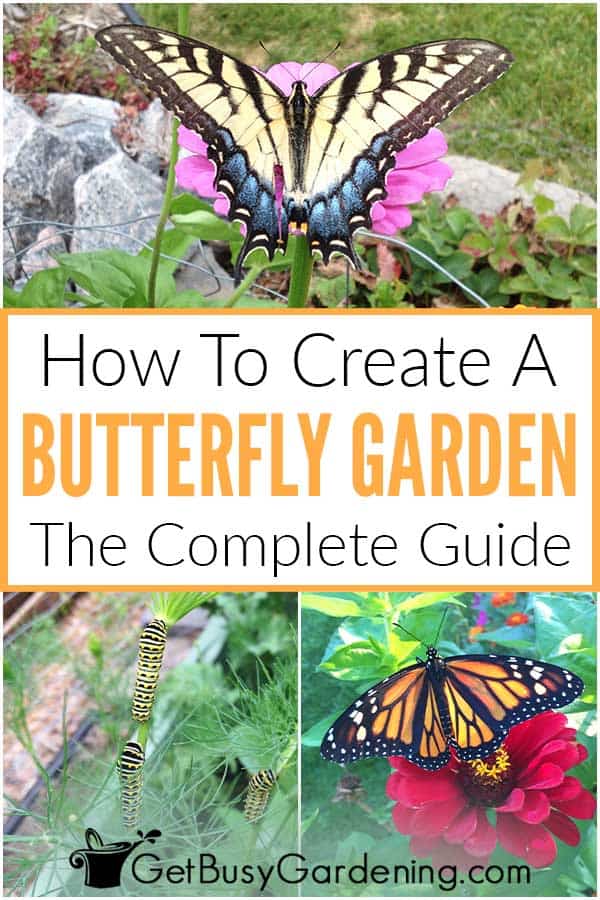  Dicas para criar um jardim amigo das borboletas