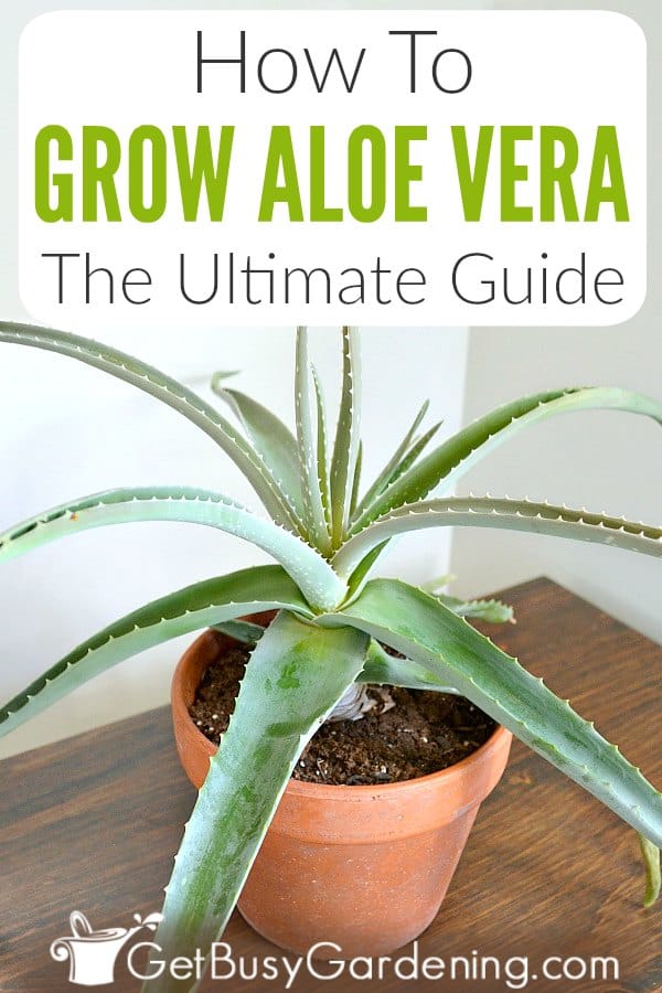  Como cultivar e cuidar de plantas de Aloé Vera