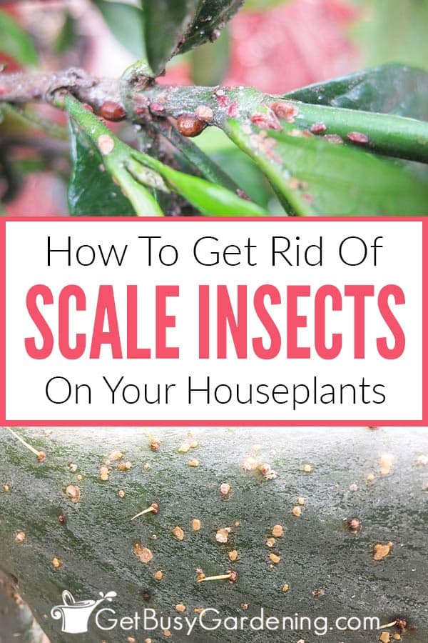  Como se livrar dos insectos cochonilhas nas plantas de casa, para sempre!