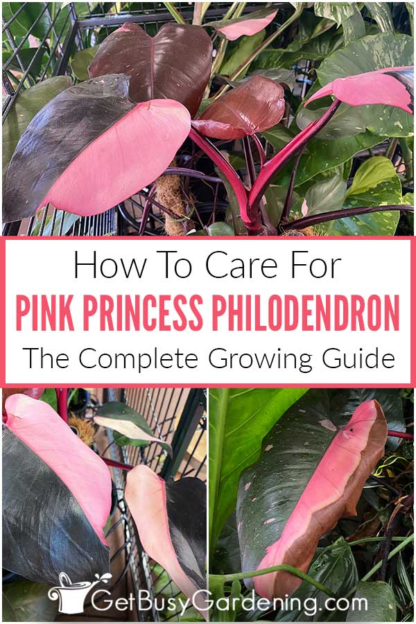  Como cuidar de um Philodendro Princesa Rosa