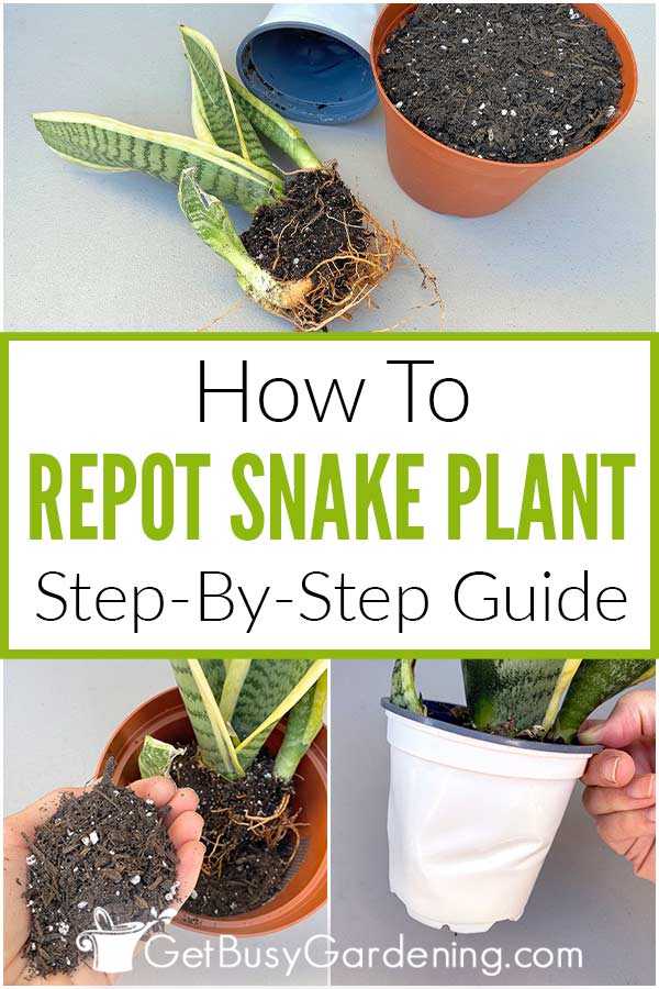 Como replantar uma planta cobra