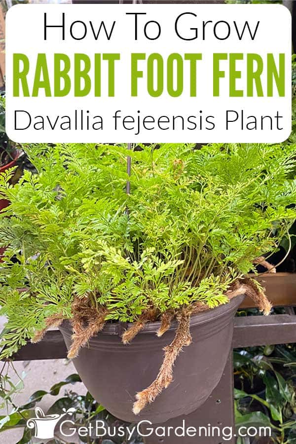  Feto do pé de coelho: como crescer e amadurecer; cuidados com Davallia fejeensis