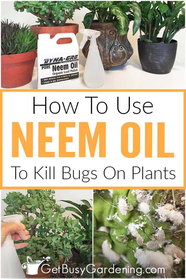  Como utilizar o inseticida de óleo de Neem em plantas de interior
