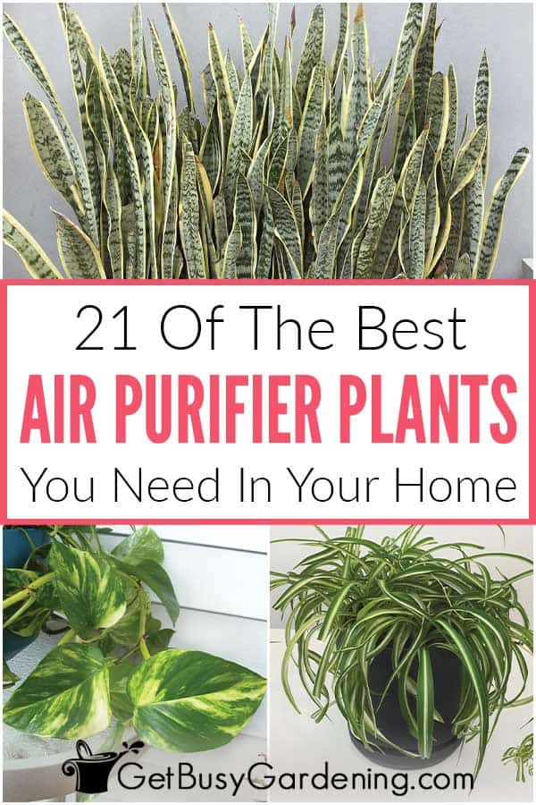  21 plantas purificadoras de ar que deve ter em casa