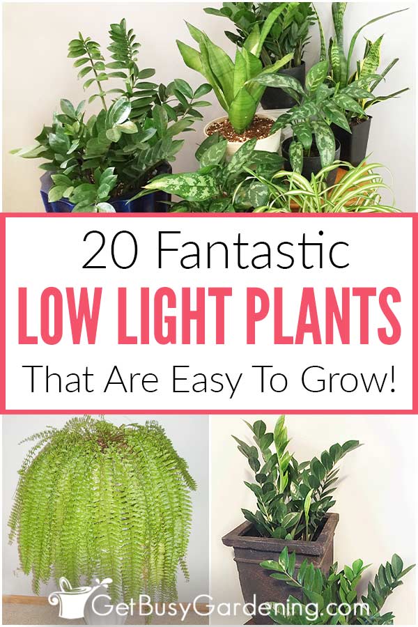  20 Fantásticas plantas de interior com pouca luz para cultivar