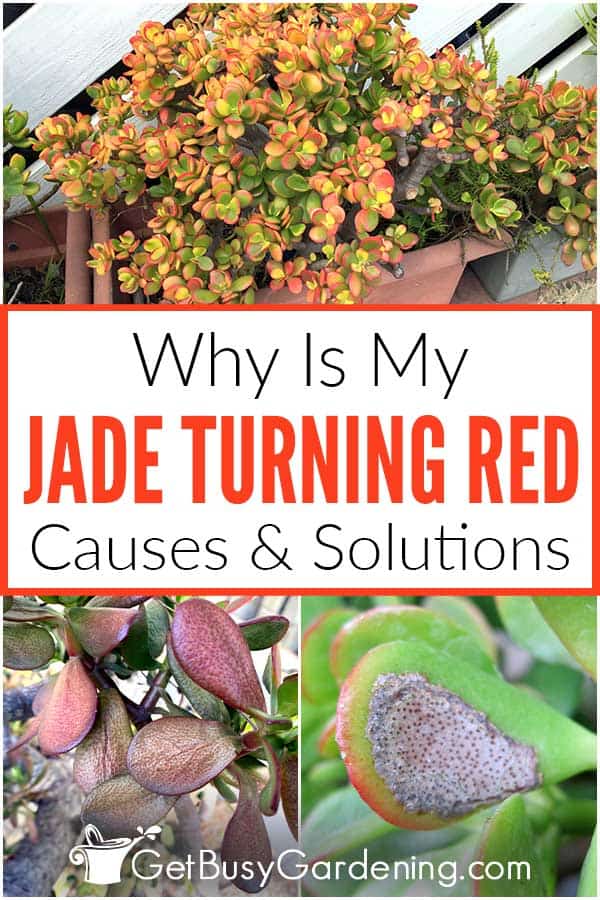  Porque é que a sua planta de jade está a ficar vermelha e o que fazer?