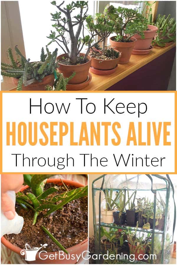  Cuidados de inverno com as plantas de casa - Como mantê-las vivas