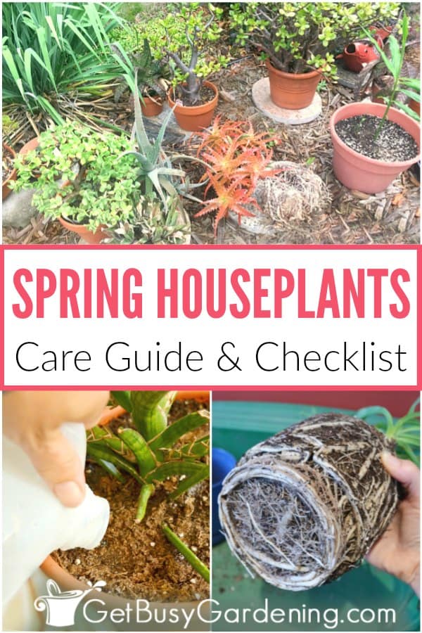 Lista de controlo dos cuidados a ter com as plantas da casa na primavera