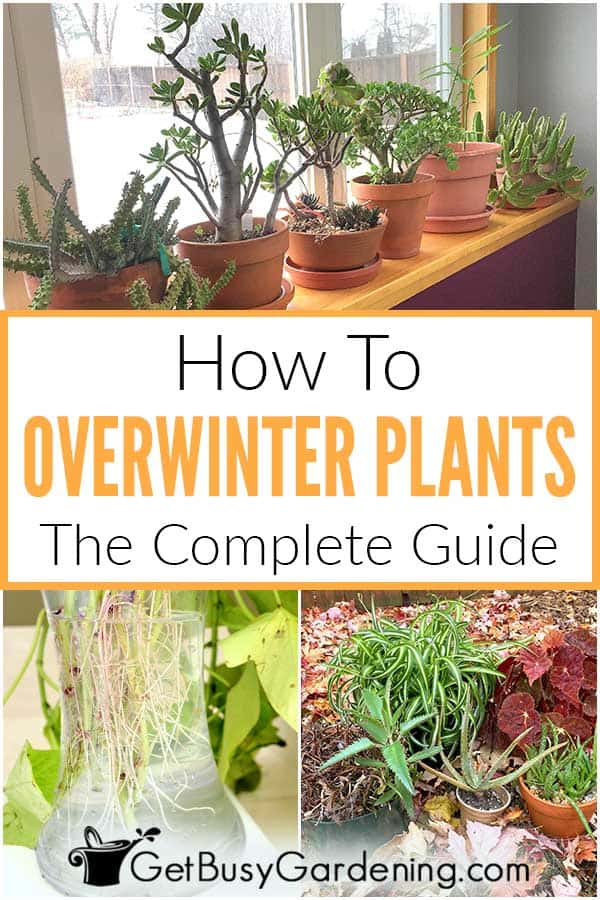  Como invernar as plantas: o guia completo