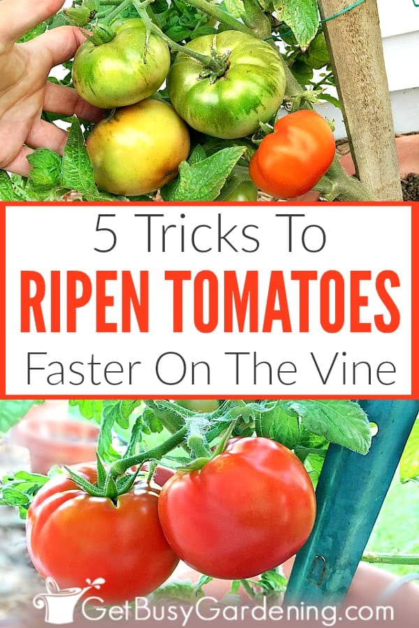  Os tomates non se volven vermellos? Proba estes 5 trucos...