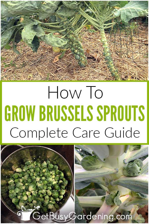 Как да отглеждате брюкселско зеле в градината си