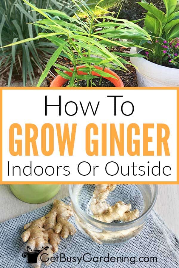  Hoe Ginger Root binnen of bûten groeie