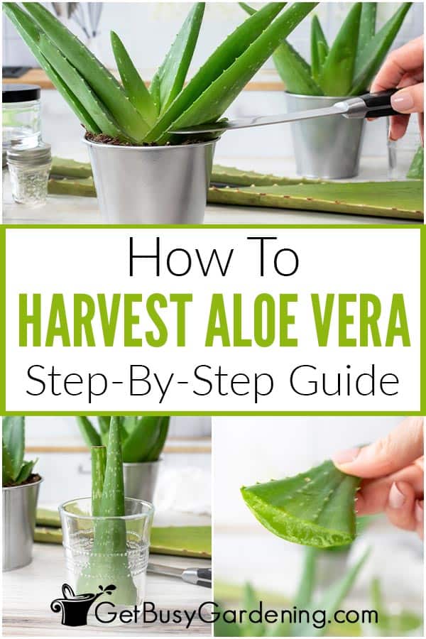  Miten &amp; Milloin korjata Aloe Vera -kasvi?