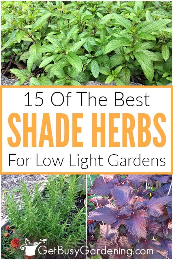  15 herbes à cultiver dans votre jardin d'ombre